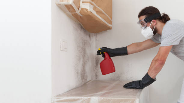 Professional Mold Removal technician working in Watertown, MA